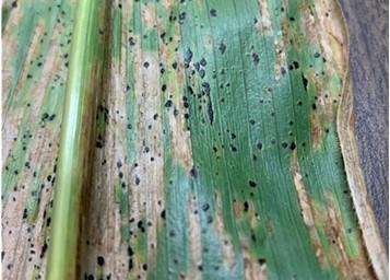 Figure 2. Tar spot on corn leaf.