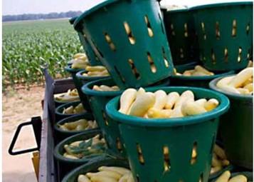 Baskets of harvested yellow neck squash.