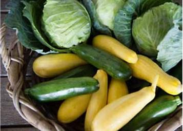 A basket filled with cabbage, and yellow neck and zucchini squash