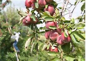 Farmer harvesting apples in apple orchard.