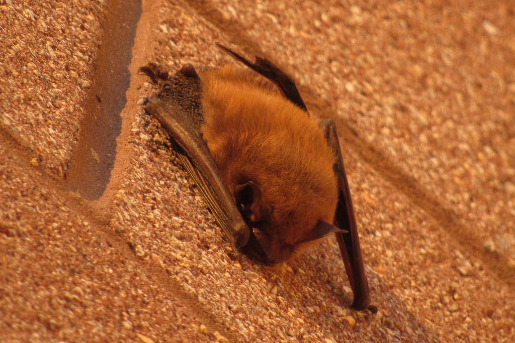Evening Bat in Calvert Co. MD, 2017.  Photo by Ben Springer, Maryland Biodiversity Project