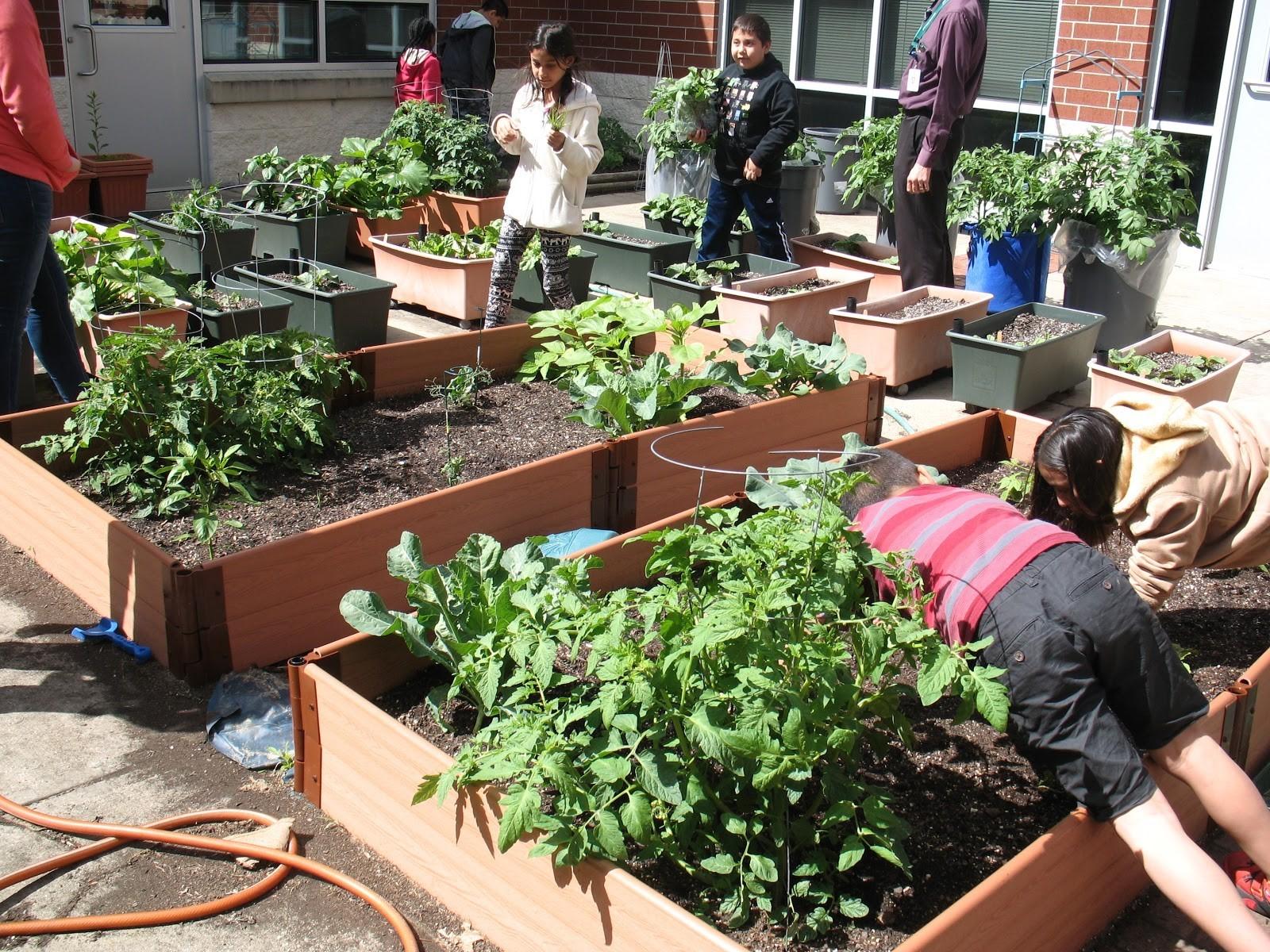 Students harvest from raised beds. Make sure beds are built on level ground with easy access and available water.