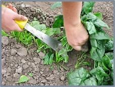 Harvesting tools should be cleaned before and after use. If time allows, consider sanitizing harvesting tools.