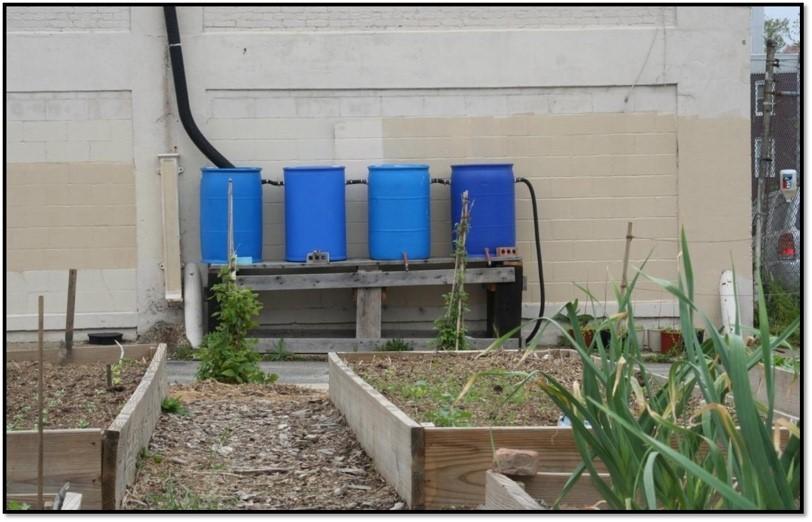 Rain barrels in the garden. Water from rain barrels are best used for non-edible crops, such as flowers that will not be eaten.