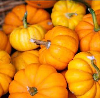Pumpkins, Photo: Edwin Remsberg