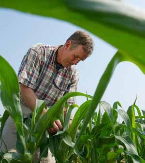 A Farmer is scouting his corn crop for pests or disease.