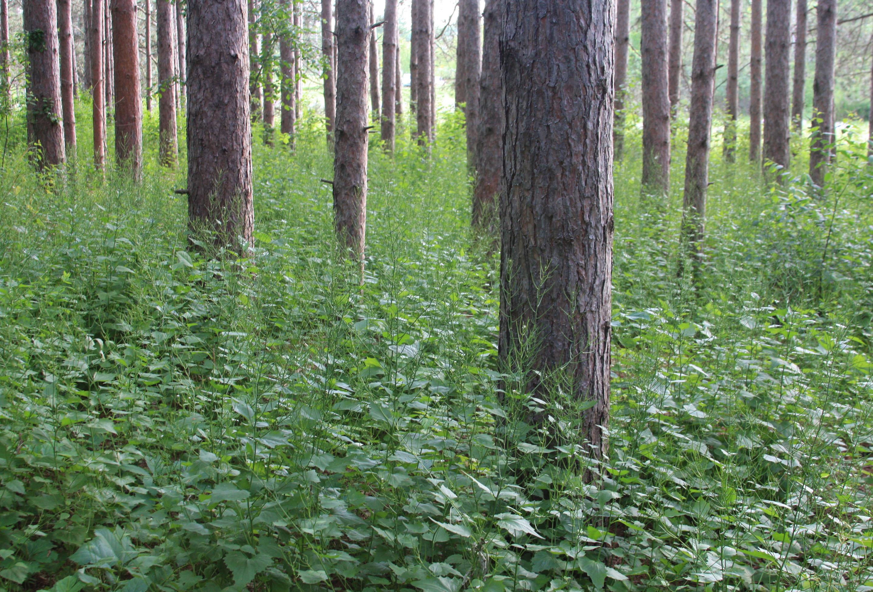 This biennial invasive woodland plant is the subject of this issue's Brain Tickler!