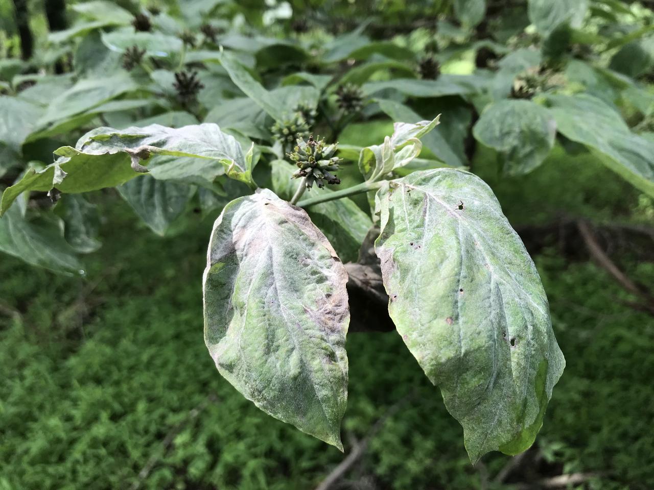 Key to Common Problems of Dogwoods University of Maryland Extension pic