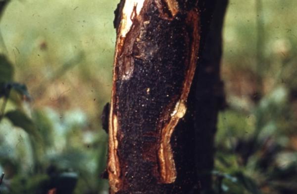 cracked bark in a dogwood tree trunk