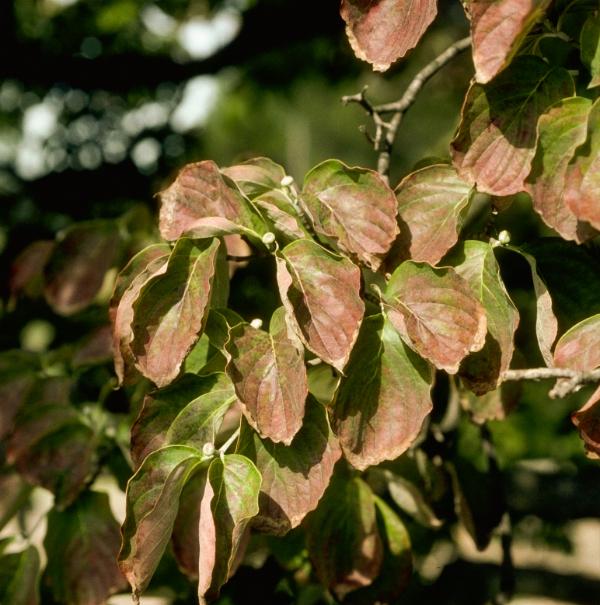 dogwood leaves have a bronze color