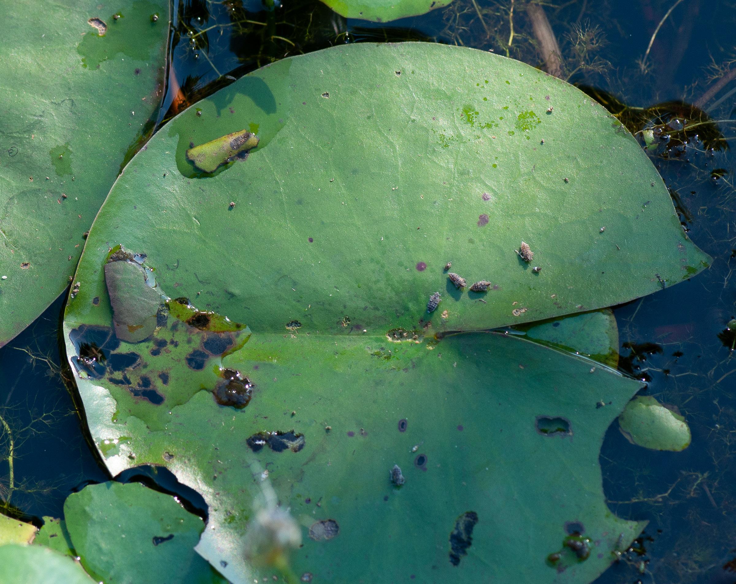 China mark moth larvae on water lily leaf
