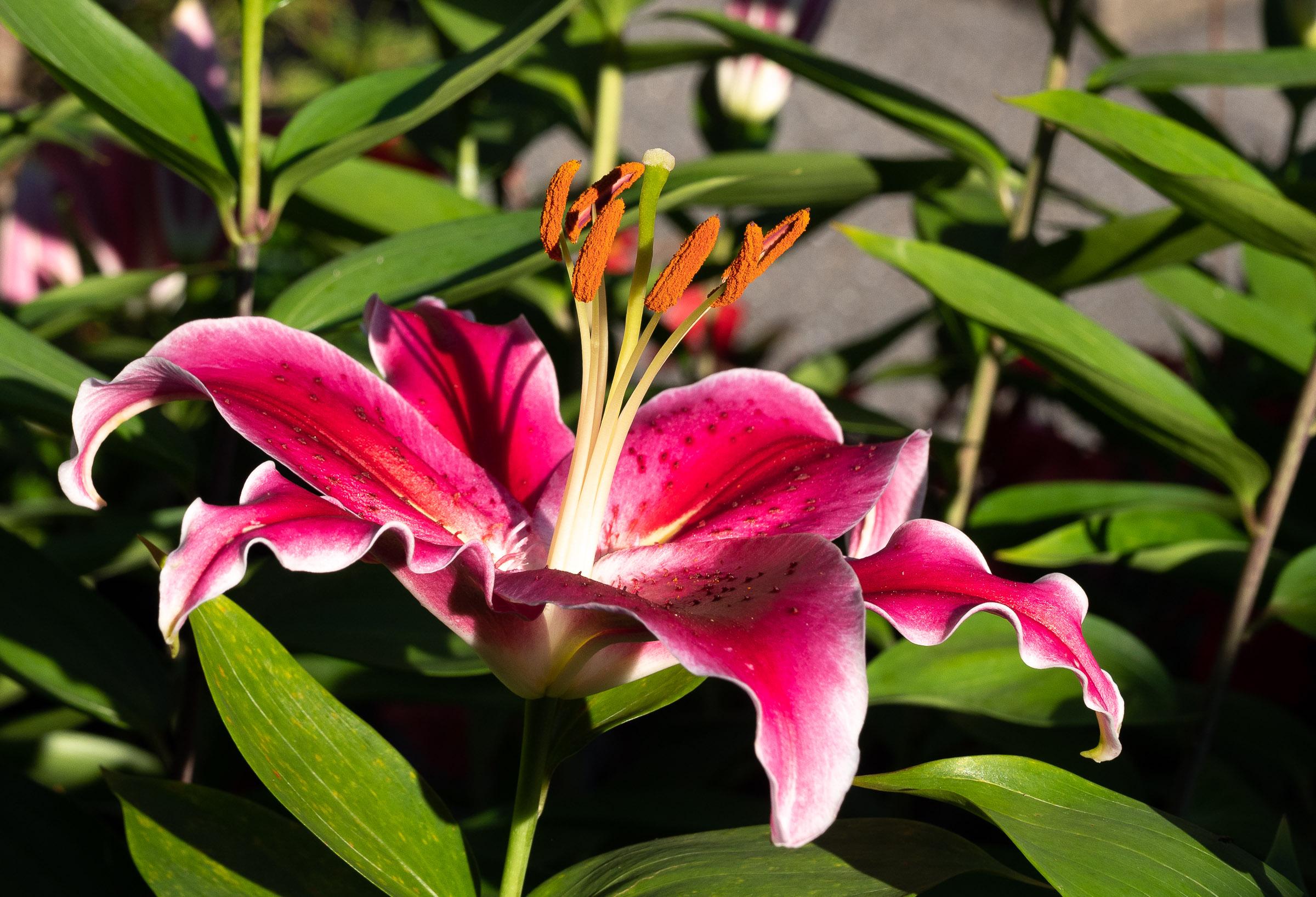 Stargazer lily is an Oriental_hybrid