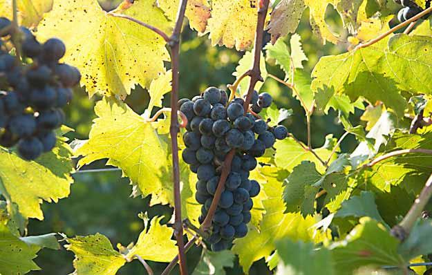 grapes on its vines. Photo: Edwin Remsberg