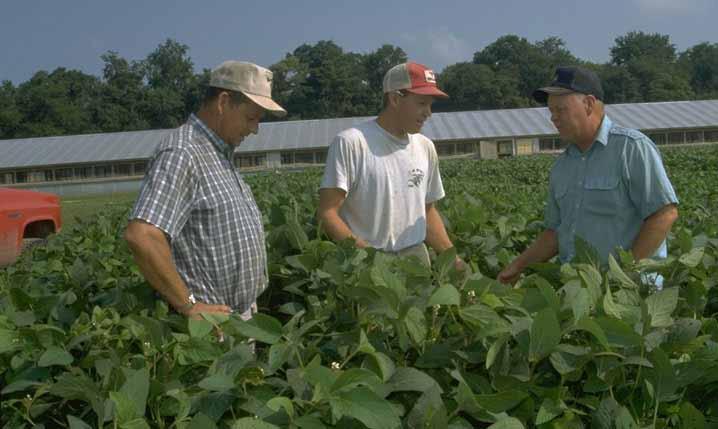 Three men talking in soybean field