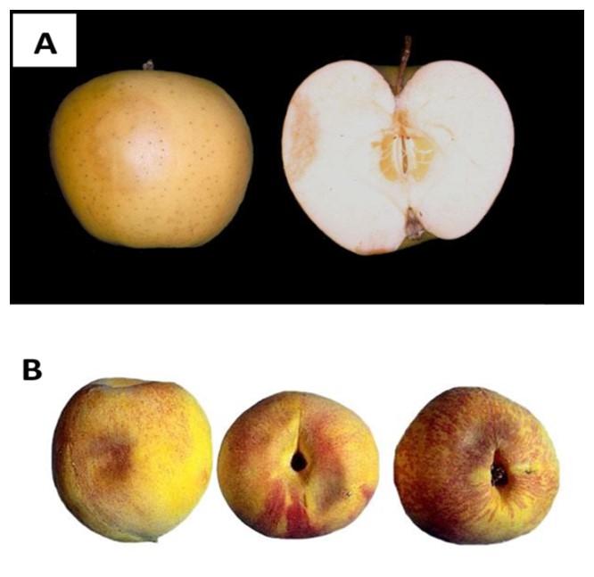 Fig. 1.  (A) An apple and (B) peach fruits affected by bruising, indicated by the darker discoloration patches on the surface. Source: Don Edwards, UC Davis 
