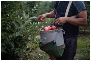 Fig. 2. Apple harvester wearing a hard bucket with a soft, padded interior located right below mid-chest level. Source: Emily Elconin, Getty Images.