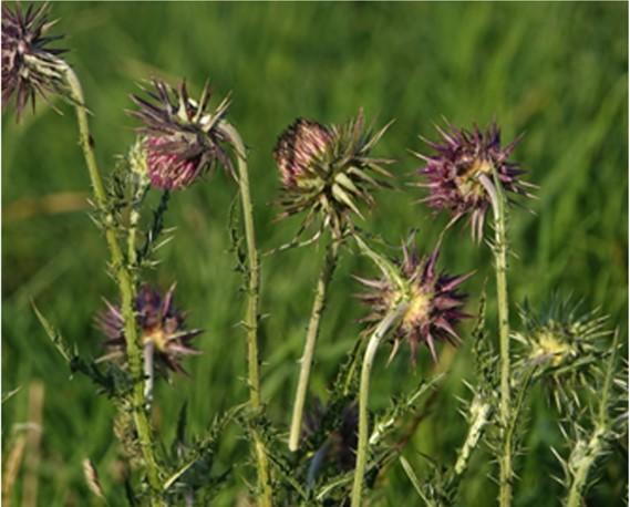 Fig. 3. Musk thistle, Carduus nutans. Photo: Gertjan van Noord