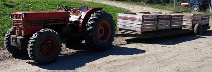Fig. 4.  A tractor pulling the trailer full of apple bins has proper tires needed to transport the apples across the soil. Source: University of Maine, Cooperative Extension.