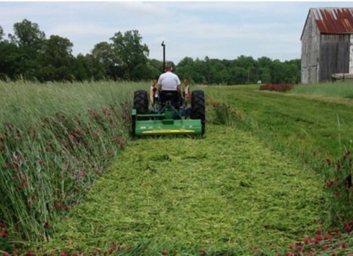 Fig. 6. Flail mower cutting a crimson clover/ cereal rye cover crop mixture.