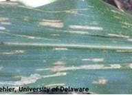 Fig 1. Rectangular lesions of Grey Leaf Spot on Corn