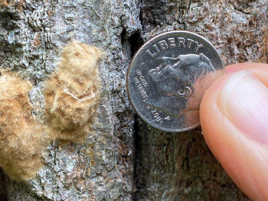 Small spongy moth egg mass can be a sign of a stressed population of insects. (Photo credit: S. Wurzbacher, Penn State Extension)