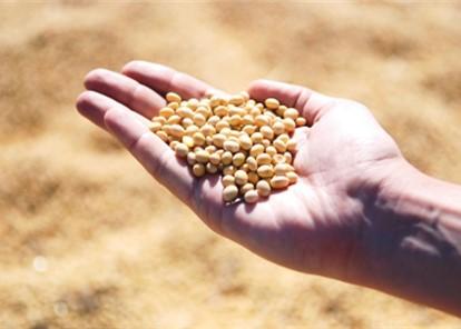 A hand full of soybeans.  Photo: pixabay.com