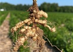 Figure 1. Soybean plant with significant root knot nematode galling.