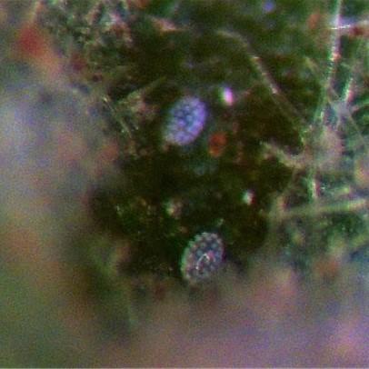 Fig. 3 Two broad mite eggs greatly magnified