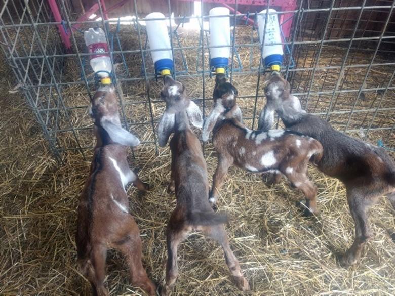 Goat bottle online feeder