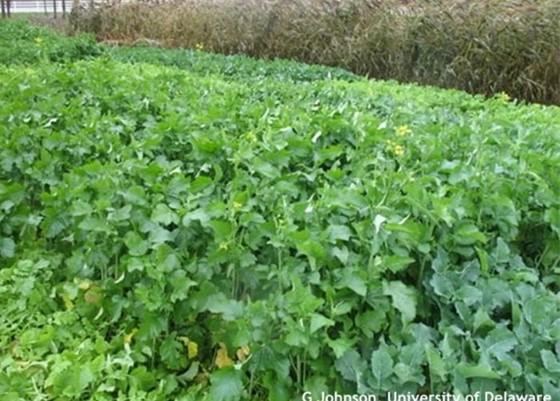 Fig 1.) Fall growth on mustards and radishes that will then winter kill. A potential winter kill mix would include a radish, a mustard, and spring oats. Photo G.Johnson, University of Delaware