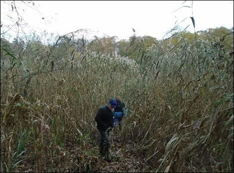 Figure 1. Project research scientists evaluating a stand of Phragmites on the Severn River to determine if conditions meet the project’s criteria for restoration and monitoring.