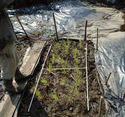 Figure 3. Typical research plot where plant growth and other factors are being monitored. The black plastic is used to control the re-emergence of Phragmites.