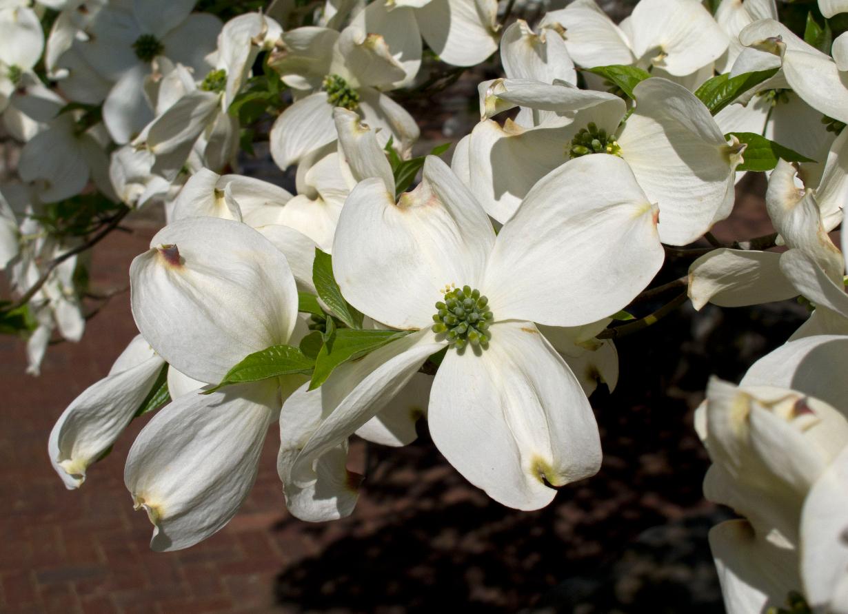 white bracts of a dogwood tree in bloom