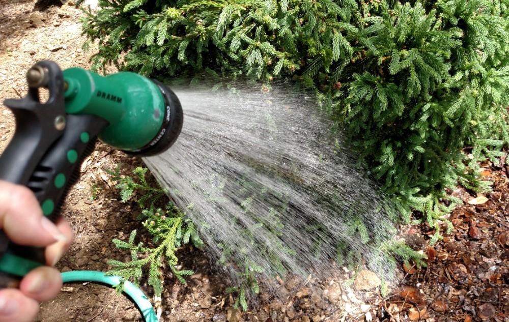 irrigating a plant using a hose