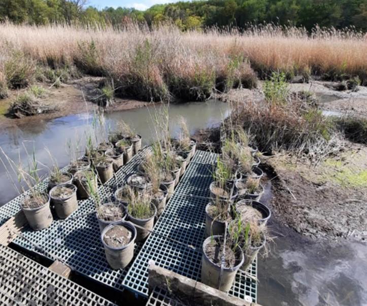 Figure 4. Pot experiment (“marsh organs”) at SERC to study the impact of tide depth on plant growth. Image: Dennis Whigham.