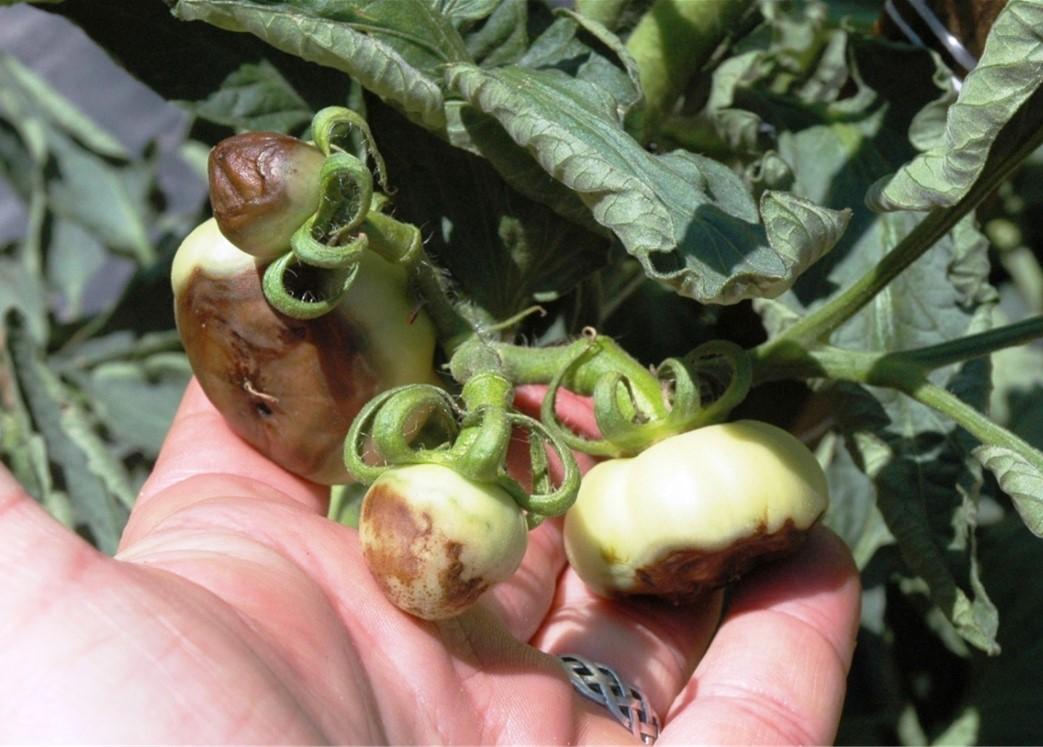 Fig. 1 All the tomatoes on this one cluster have blossom end rot—indicating poor soil moisture management