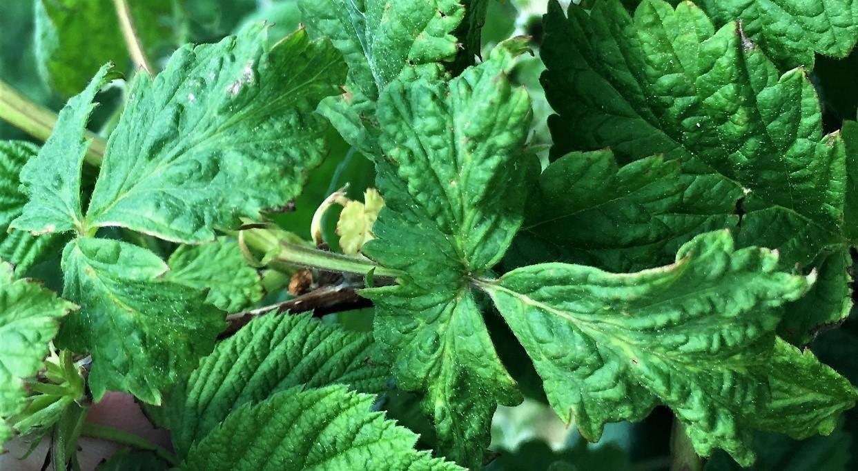 Fig. 1 Broad mite damage to raspberry leaves