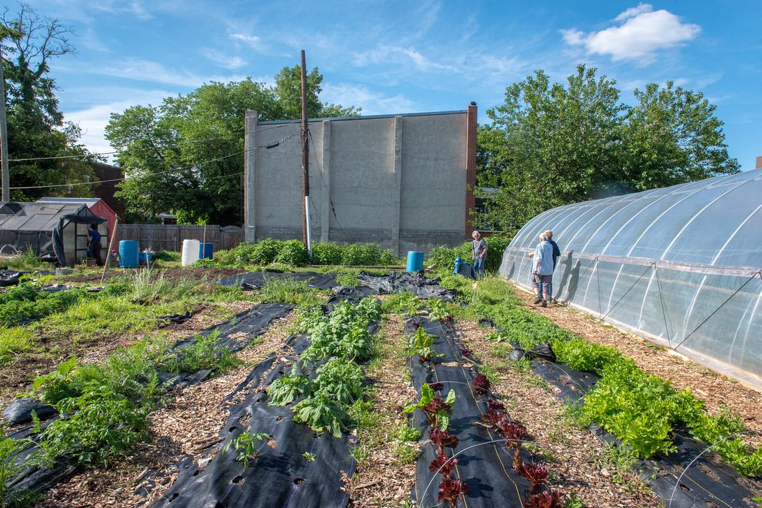 An urban farm in Baltimore City
