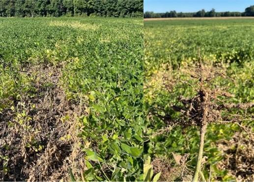 Figure 1. Field with patches of yellow and dying soybeans due to root knot nematode (Left). A plant with a galled root system from root-knot nematode (right))