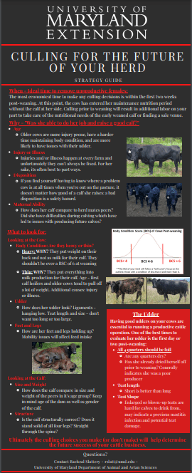 Infographic describing culling strategies for beef cattle