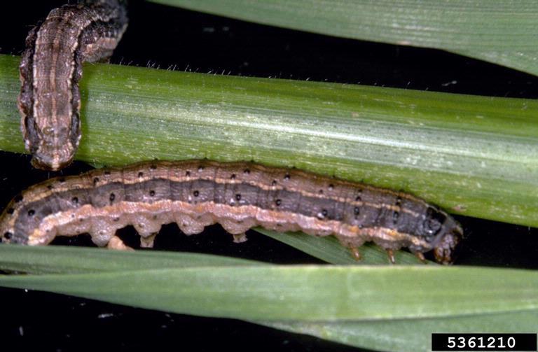  fall armyworm (Spodoptera frugiperda)  Image: Frank Peairs, Colorado State University