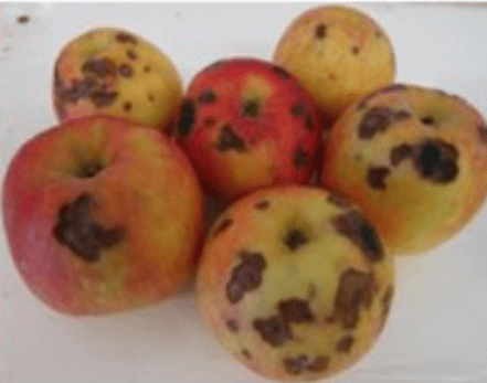 Figure 2. Lenticel Blotch pit on Honeycrisp apples. Source: Ontario Ministry of Agriculture, Food, and Rural Affairs.