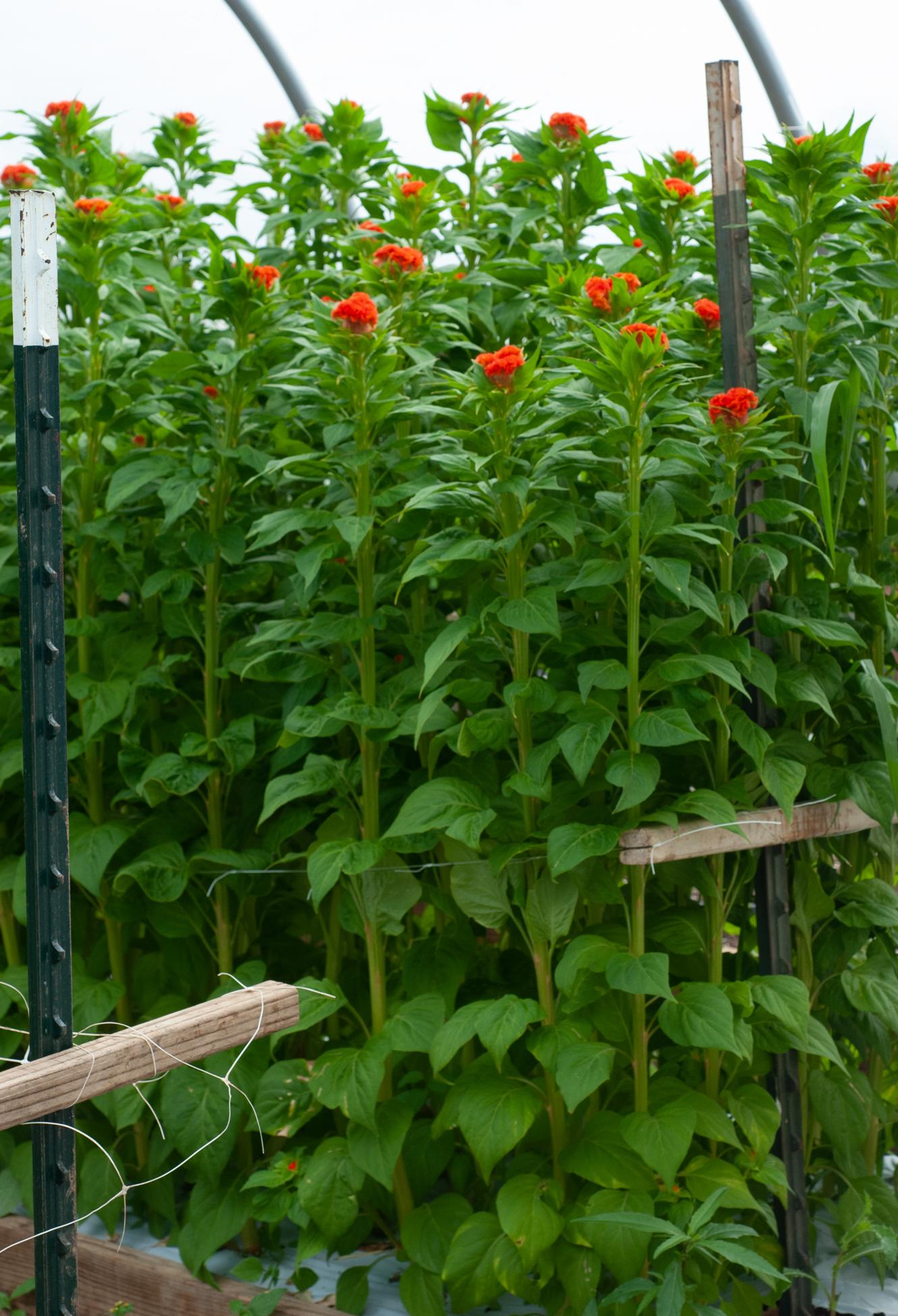 Cut flower celosia production in a greenhouse