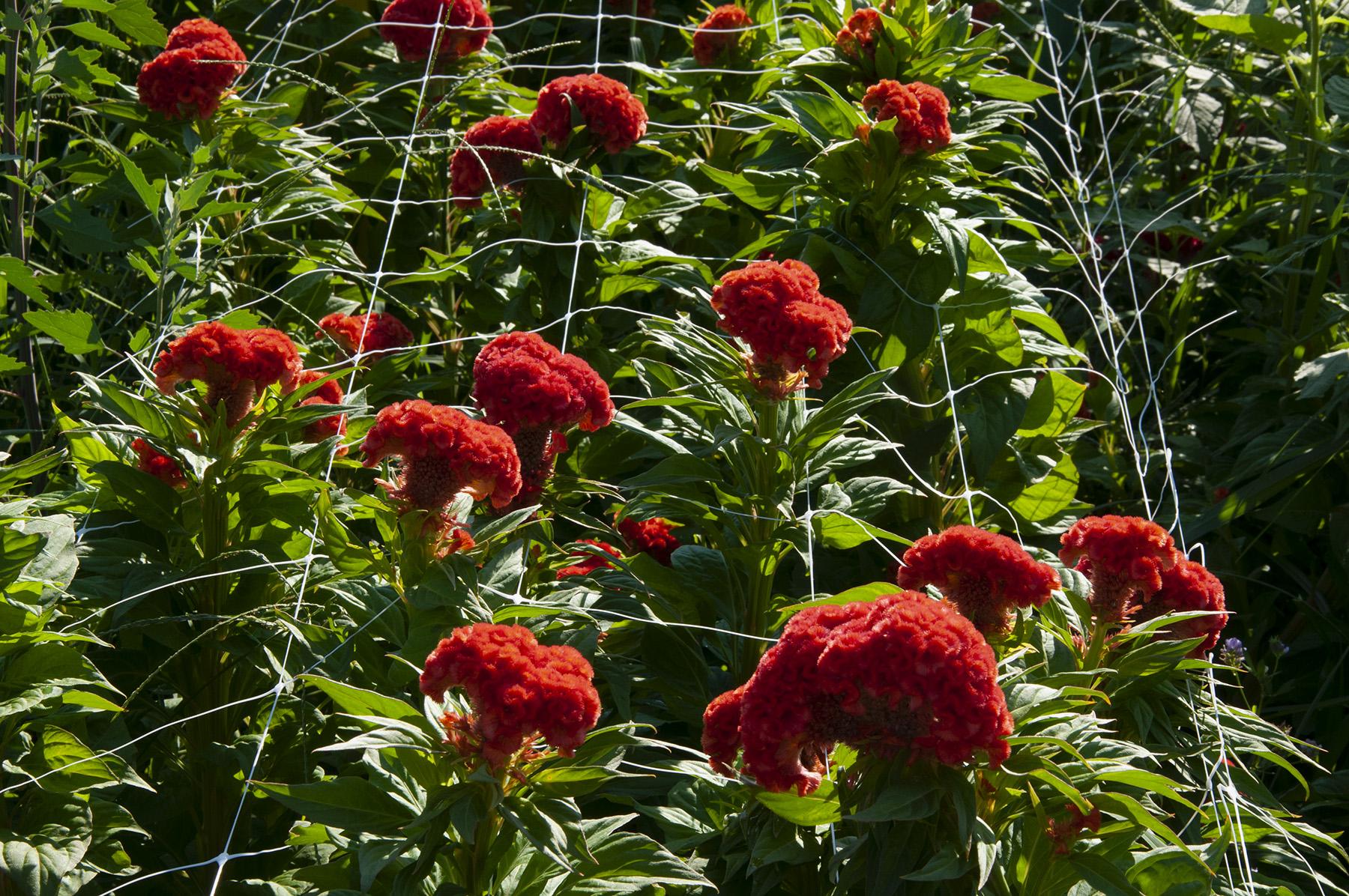 Crested type celosia