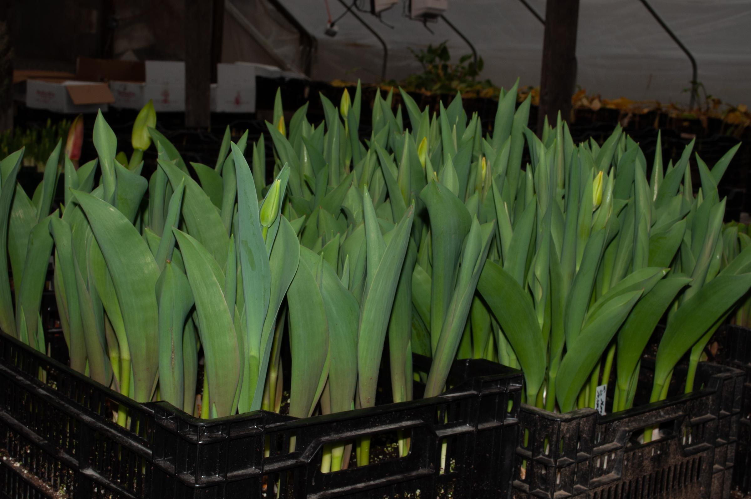 Tulips with buds in crates