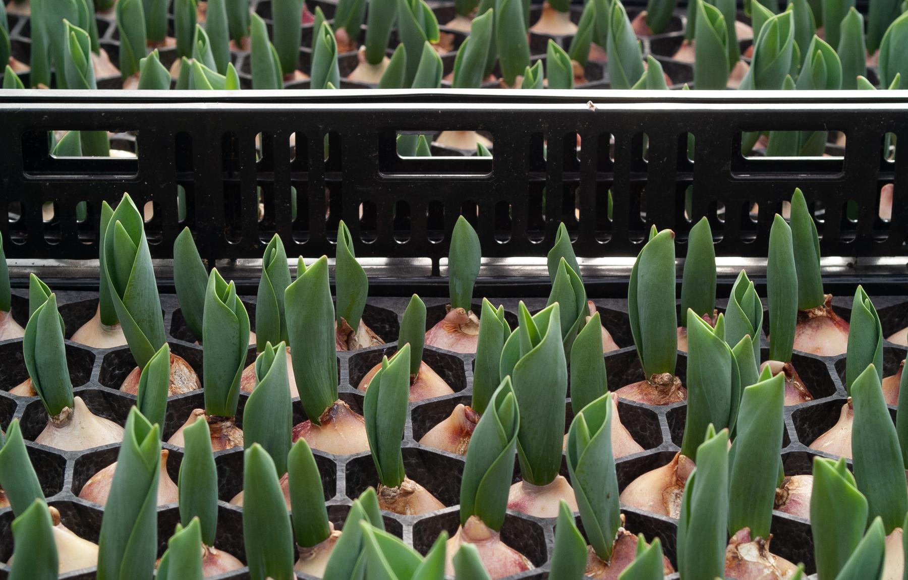 Early growth of tulips in crates