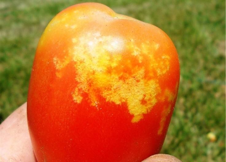 Fig.1) Stinkbug injury to tomato fruit. Photo by G. Brust UMD.