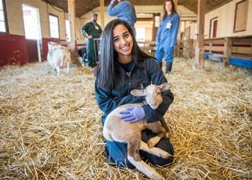 A student holds a lamb in a barn