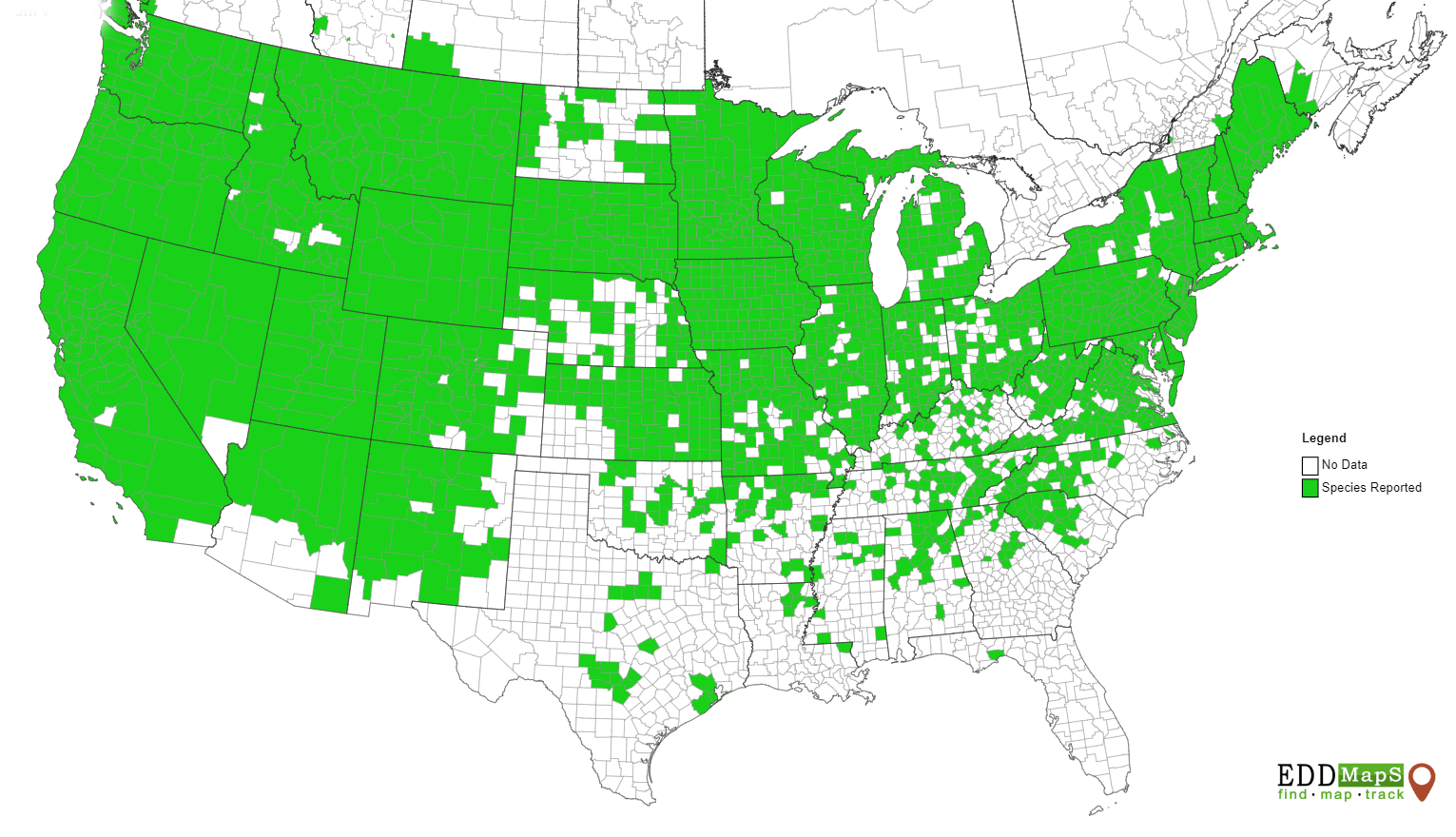 Bull thistle distribution in the lower 48 states. Map courtesy EddMapS.com