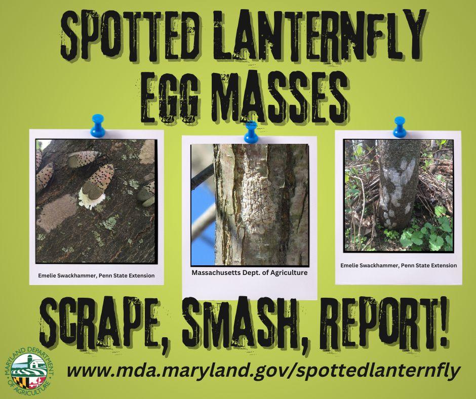 Spotted lanternfly egg masses - scrape smash and report them to Maryland Dept of Agriculture